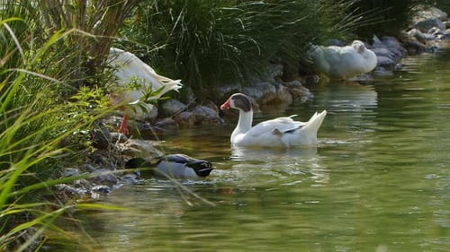 Animal Greylag Goose In Lake 16