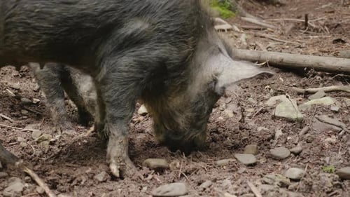 Zwei Wildschweine grasen im Wald. Wildes Leben des Waldes