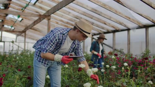 Man and Woman Gardening Roses in Greenhouse