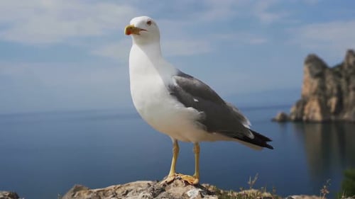 Seagull Portrait Against Sea Shore