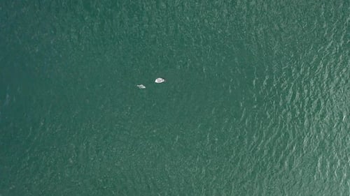 AERIAL: Seagull flies above Dead Plaice on the Green Baltic Sea