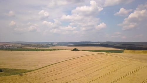 Aerial View of Yellow Agriculture Wheat Field Ready to Be Harvested in Late Summer