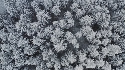 Aerial Top Down View Flyover Beautiful Winter Forest