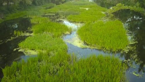 Vol au-dessus de la rivière envahie par l'herbe Ukraine entourée d'arbres Enregistrement vidéo aérien