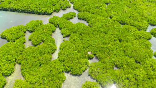 Green Mangroves