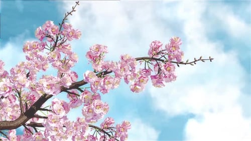 Sakura Im Wind