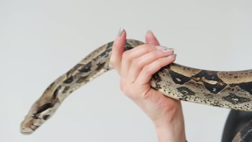 Vue rapprochée de la tête du serpent sur les mains d'une femme