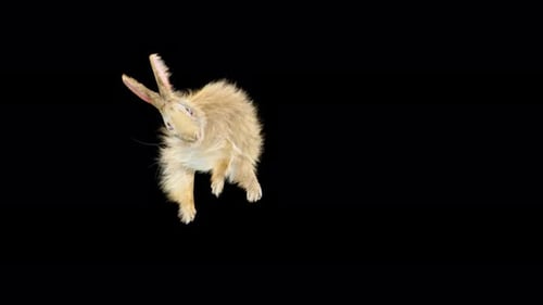 57 Rabbit Aerial Evad 4K