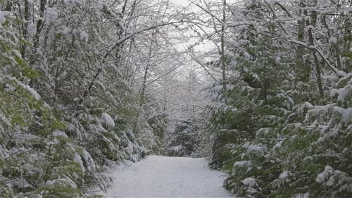 Beautiful Hiking Trail in the Forest