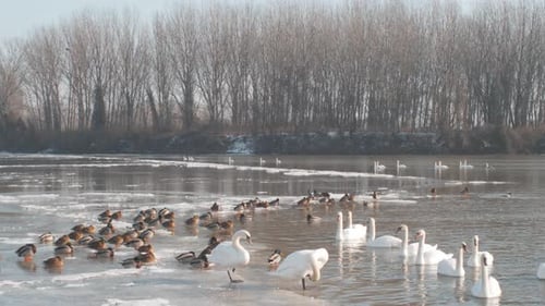 Swans and Ducks in a Partially Frozen River