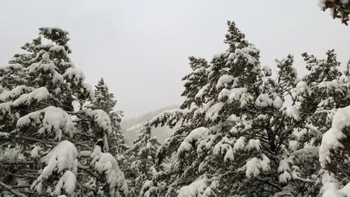 Durch schneebedeckte Kiefern fliegen