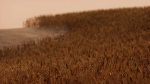 Gold Wheat Field at Sunset Landscape