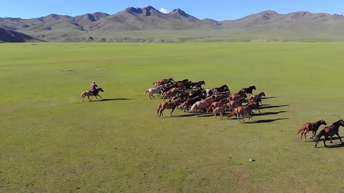 Man on Horseback Trying to Catch Free Wild Horses on the Plain