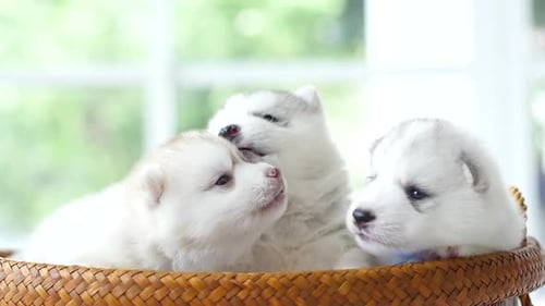 Husky Puppies Cuddling in Wicker Basket Indoors