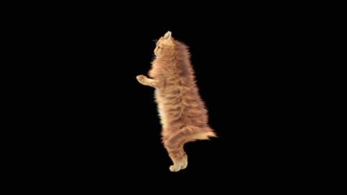 Katze tanzt HD