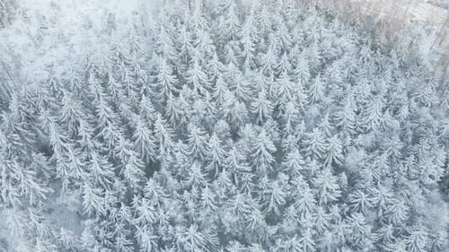 Beautiful Winter Forest with Snowy Trees Aerial View