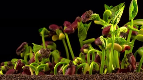 Bean Seeds Sprout in Time Lapse Footage