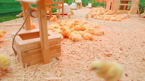 Easter Chickens