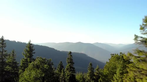 Aerial Fly Through Pine Forest in Mountain Valley