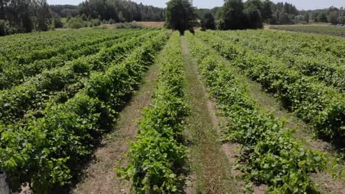 Countryside Beautiful Farms and Vineyards Beautiful Aerial View
