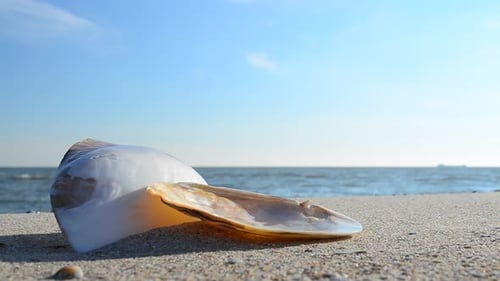 Seashell on Sandy Beach with Ocean View