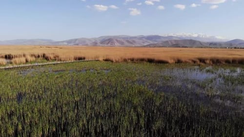 Swamp Among Reed Plants