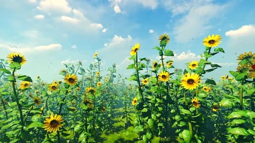 Sunflowers Field At Noon