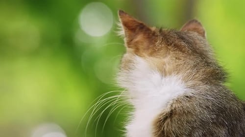 Detailed Close-Up of a Tabby Cat Outdoors