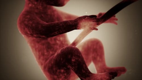 Animation médicale 3D d'un foetus humain