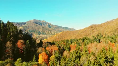 Colorful Autumn Forest Background