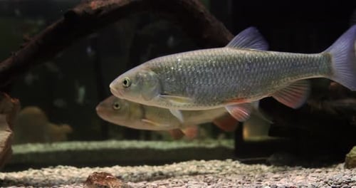 Common Dace, leuciscus leuciscus, Adults Swimming, Slow motion 4K