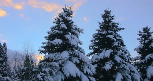 Winter Pinienwald mit schneebedeckten Ästen Weihnachtsbäume an sonnigen Tagen