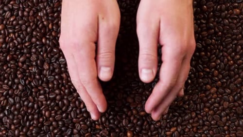 TOP VIEW: Human Takes a Roasted Coffee Beans By Both Hands