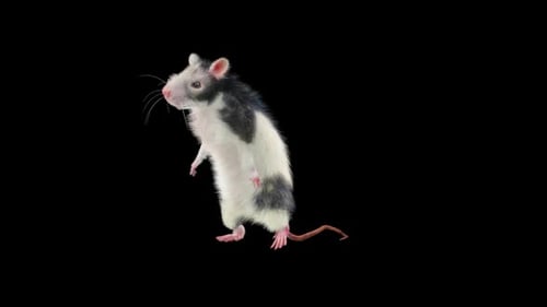 Realistic Animated Rat Standing on Hind Legs with Alpha