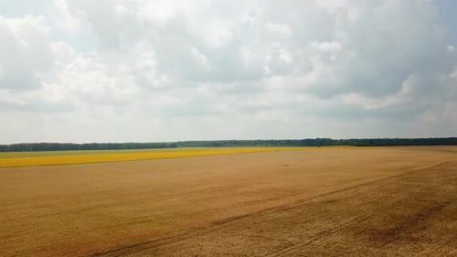 Field of Wheat is Ripening in the Summer