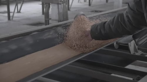 Hand Inspecting Wheat on Conveyor Belt