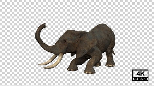 Elephant Death Angle View