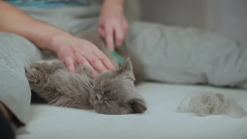 Person Brushing a Fluffy Grey Cat on Bed