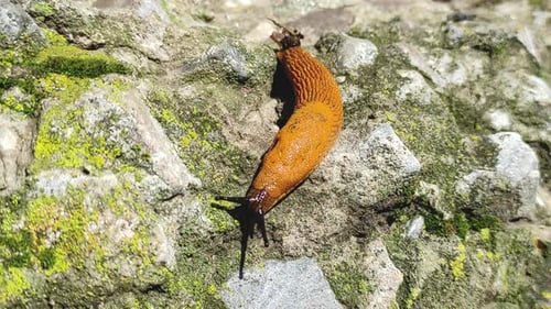 Gelbe Schnecke