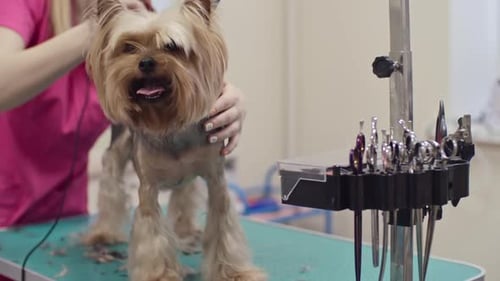 Yorkie Dog Gets a Haircut in Grooming Salon