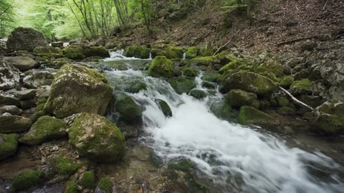 Pedras e rochas cobertas por musgo ao longo do fluxo de água que flui pela floresta verde de verão