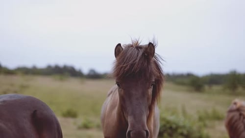Nahaufnahme von Brown Horse auf defokussierter Aufnahme eines weiten Feldes bei klarem Himmel