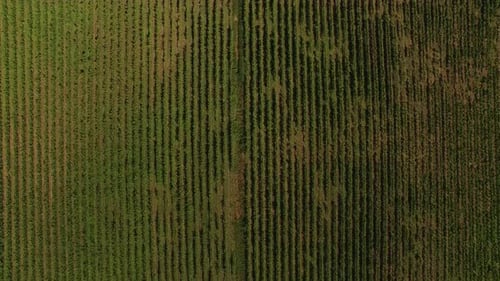 Aerial View of Vineyard Fields in Portugal Growing Rows of Grapes