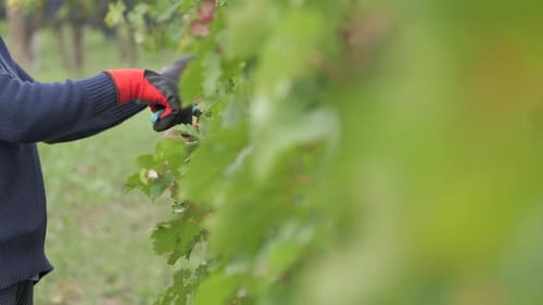 Weinberge beschneiden Weintrauben mit einer Schere, Arbeiter im Weinberg