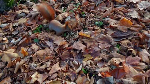 Squirrel in the autumn park.