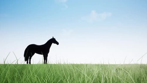 Animated Horse Silhouette with Changing Sky and Light