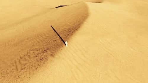 Arab Male Walk on Dunes