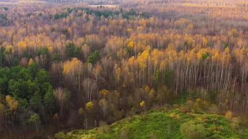 Autumn Forest with Colorful Foliage