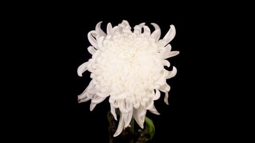 White Chrysanthemum Flower Blooming Time-Lapse