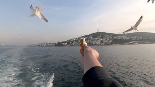 Feeding Seagulls Bread on a Sunny Boat Trip